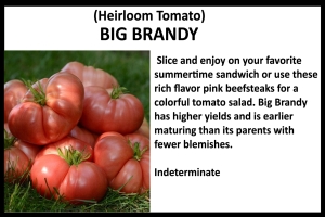 Tomato 'Big Brandy'